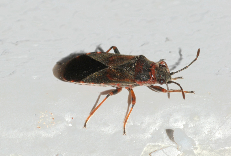 Liygaeidae: Arocatus melanocephalus dell''Emilia (RE)